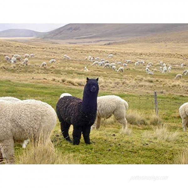 Inca Fashions - 100% Baby Alpaca Wool Scarf - Plaid Tartan – Warm & Soft for Men & Women – 12” X 77”